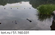 Падающая вода реки Пехорка с видом на дома (2021 год). Стоковое видео, видеограф Дмитрий Неумоин / Фотобанк Лори