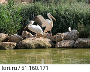 Three Pelicans on the shore of a pond (Lat.- Pelecanus) Стоковое фото, фотограф Irina Opachevsky / Фотобанк Лори