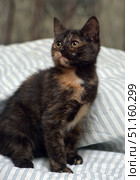 A charming tortoiseshell kitten sitting on a bed with a white bedspread with a thin blue stripe. The kitten has large expressive amber eyes, short smooth fur with shimmering black, brown and red colors, which makes its coloring unique and attractive. The kitten looks curious and wary, looking up, as if it noticed something interesting. The scene conveys home comfort, an atmosphere of warmth and care. The picture is suitable for the theme of pets, caring for pets, comfort and good emotions. Стоковое фото, фотограф Анна Кривицкая / Фотобанк Лори