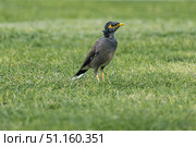 Mynah bird, common myna stands on a green grass, Acridotheres tristis. Стоковое фото, фотограф Екатерина Якименко / Фотобанк Лори