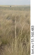 Gentle breeze swaying grassy field in serene landscape setting. Стоковое видео, видеограф Евгения Пархоменко / Фотобанк Лори