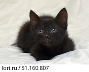 A charming little black kitten with bright blue eyes, lying on a white background. Its fluffy fur softly contrasts with the clean light blanket, creating an expressive accent on the animal's figure. The kitten looks attentively at the camera, which makes the photo especially touching and attractive. This shot is perfect for use in materials about pets, pet care, animal protection, advertising of food and veterinary services. Стоковое фото, фотограф Анна Кривицкая / Фотобанк Лори