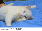 A white cat with different eyes (heterochromia) lies on a blue blanket. One eye of the animal is blue, the second is amber-yellow, which makes its appearance especially expressive and unique. The cat looks straight into the camera with a calm and slightly thoughtful look. The fluffy fur looks soft and well-groomed, the pink nose emphasizes the tenderness of the image. The atmosphere of the photo conveys coziness, calmness and harmony, ideal for the theme of pets, coziness and care for animals. Стоковое фото, фотограф Анна Кривицкая / Фотобанк Лори