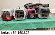 Three cat carriers placed on a green table, and one empty carrier on the right. Animals are visible inside the cages: a gray and white cat is in the red carrier, a dark tortoiseshell cat is in the white one, and a ginger cat is in the pink one. A jacket is on top of the carriers. The scene is taken indoors, presumably in a veterinary clinic or shelter. The photo well illustrates the process of transporting pets, visiting a veterinarian, volunteering, or traveling with pets. Стоковое фото, фотограф Анна Кривицкая / Фотобанк Лори