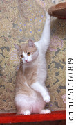A red and white cat sitting on a red soft surface near a wall with a decorative oriental-style carpet. The cat holds a scratching post or shelf with its paw, demonstrating an active pose and a curious expression on its face. Its amber eyes look attentively to the side, its ears are alert, and its fur looks soft and well-groomed. A bright background with an ornament of peacock feathers and floral patterns gives the photo a special color and an atmosphere of coziness. The image is perfect for topics related to pets, coziness, pet care, as well as for use in advertising and illustration materials. Стоковое фото, фотограф Анна Кривицкая / Фотобанк Лори