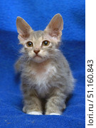 A charming gray-beige kitten with fluffy fur and large expressive eyes. The kitten is sitting against a bright blue blanket, which emphasizes its soft coloring and makes the photo bright and contrasting. The kitten has slightly disheveled ears, white paw tips and a gentle expression on its face. Its pose is calm and alert, it looks intently straight into the camera, creating an atmosphere of spontaneity and trust. The photo is ideal for use in materials about pets, pet care, animal rights activities, as well as for advertising and educational purposes. Стоковое фото, фотограф Анна Кривицкая / Фотобанк Лори