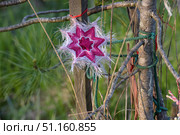A bright amulet in the shape of a star, made of multi-colored threads. The main shades are pink, red and white. The amulet is tied to a wooden pole among tree branches and green ropes. The threads form a complex geometric pattern resembling a multi-rayed star. This item is traditionally used as a symbol of protection, harmony and energy balance. The photo was taken against the backdrop of nature, on a sunny day, which emphasizes the naturalness and connection of the amulet with the surrounding world. Стоковое фото, фотограф Анна Кривицкая / Фотобанк Лори