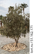 olive tree Close-up of green olives in Jaen, during the summer on a sunny day.olive tree mediterranean plant hq cutout tree arch viz. Стоковое фото, фотограф Zita Khasanova / Фотобанк Лори