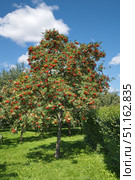 Рябина обыкновенная (лат. Sorbus aucuparia ) со спелыми ягодами. Стоковое фото, фотограф Елена Коромыслова / Фотобанк Лори