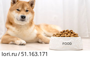Shiba Inu dog with a bowl of dog food. Стоковое фото, фотограф Igor Skripachev / Фотобанк Лори