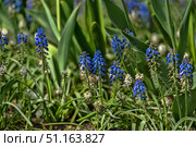 Bright spring flowers - muscari (muscari, mouse hyacinth), growing in the garden among green foliage. Inflorescences of rich blue and white color rise above long narrow leaves, creating a bright contrast and an atmosphere of freshness. The photo was taken in daylight, in natural conditions, which emphasizes the beauty of wild and garden plants. Muscari are popular spring flowers that are often used in landscaping gardens, parks and flower beds. Стоковое фото, фотограф Анна Кривицкая / Фотобанк Лори