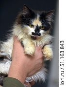 Fluffy tricolor cat (black, white and red color), which is held in hands. The cat has long hair, bright yellow expressive eyes and an unusual pattern on the muzzle - black spots, which give it a special individuality. The animal slightly stuck out its tongue, which makes the frame especially lively and emotional. The cat looks well-groomed, with soft thick fur. The background is neutral and blurred, which focuses attention on the pet. Стоковое фото, фотограф Анна Кривицкая / Фотобанк Лори