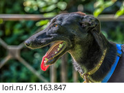 A black dog with an elongated muzzle, probably a representative of the breed from the sighthound group or a crossbreed. The dog is outdoors, against a background of green foliage, which creates a bright and lively contrast. The animal is wearing a leather collar with decorative elements and a blue harness. The mouth is open, showing teeth and a bright pink tongue, the dog looks tired but happy, as if after an active walk or run. The light emphasizes the shine of the coat and the expressive profile of the animal. Стоковое фото, фотограф Анна Кривицкая / Фотобанк Лори
