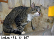 A tabby cat with a white chest and paws. The animal sits on a hill and looks forward attentively, concentrating its gaze. The cat has large green eyes, expressive whiskers and an alert pose, which creates the impression of concentration and readiness to jump. The background is slightly blurred, with warm tones of the wall and interior elements, which allows you to focus on the cat itself.The photo conveys the character and grace of a pet, suitable for illustrations related to pets, attentiveness, hunting instincts of cats and the comfort of home. Стоковое фото, фотограф Анна Кривицкая / Фотобанк Лори