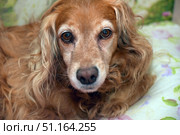 A close-up of the muzzle of a dog with long, wavy red hair. The animal has expressive brown eyes, in which one can read softness and devotion. The coat is well-groomed, with golden tints, beautifully frames the muzzle. In the background, a pastel background with a delicate floral pattern is visible, creating a homely atmosphere. The photo conveys the warmth, trust and friendliness characteristic of dogs, and is perfect for use in themes related to pets, animal care, devotion and family comfort. Стоковое фото, фотограф Анна Кривицкая / Фотобанк Лори