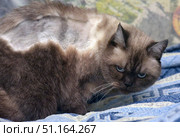 A colorpoint cat with visible shaved fur on its back and sides - a sign of recent medical intervention or treatment. The animal is lying on a blue blanket with a geometric pattern, its gaze is serious and attentive. The photo emphasizes the theme of caring for the health of pets, veterinary care and recovery from illness. This photo well illustrates the topics of veterinary medicine, treatment of domestic animals, care of cats with chronic or severe diseases, including the treatment of FIP (feline infectious peritonitis). Стоковое фото, фотограф Анна Кривицкая / Фотобанк Лори