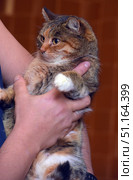 An adult calico cat being held gently in one's arms. The animal has thick fur with distinct stripes and red and white markings, typical of the "tortoiseshell and white" pattern. The cat looks alert and wary, with large amber eyes looking to the side. The person is holding the pet gently, creating a sense of care and trust. The background is blurred, warm brown, which emphasizes the cat itself. The photo is perfect for illustrating topics related to pets, pet care, veterinary medicine, as well as for projects in the field of animal protection and advertising of cat food or accessories. Стоковое фото, фотограф Анна Кривицкая / Фотобанк Лори