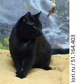 A black cat with shiny, thick fur and expressive yellow eyes. The animal sits on a soft yellow blanket and looks intently towards a hanging feathered toy, which is visible in the upper corner of the frame. Its pose is tense and graceful at the same time, its front paws are extended forward, and its body is slightly turned. In the background, you can see a blurry pattern reminiscent of a natural landscape with stones and greenery. The atmosphere of the photo conveys the curiosity and hunting instinct of the cat. The photo is perfect for illustrations about pets, advertising cat products and publications about cat habits. Стоковое фото, фотограф Анна Кривицкая / Фотобанк Лори
