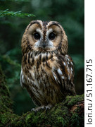 Long eared owl perching gracefully on moss covered branch, showcasing piercing gaze, intricate feather details, sharp talons within shadowy woodland setting. Стоковое AI-изображение, AI-художник Юрий Поздников / Фотобанк Лори