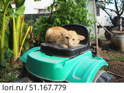 A ginger unhappy kitten sits outdoors, huddled and tense. He shows aggression danger appears. His fur stands on end, ears are pressed back, back is humped. Animal behavior. Attentive gaze is watching. Стоковое фото, фотограф Юлия Петровская / Фотобанк Лори
