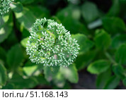 Очиток пурпурный (заячья капуста,  скрипун, седум, лат. sedum), бутоны. Стоковое фото, фотограф Лариса Веселова / Фотобанк Лори