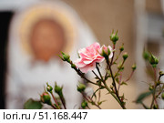 Delicate pink rose flower on twig with buds, blurred background with Christ the Savior. Стоковое фото, фотограф irisff / Фотобанк Лори