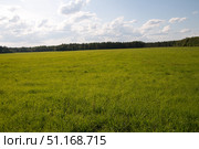 A picturesque summer landscape with a vast green field stretching to the horizon. In the background you can see a dark strip of forest consisting of coniferous and deciduous trees. The sky is strewn with white clouds, which create a feeling of spaciousness and lightness. The photo conveys an atmosphere of calm, freshness and natural beauty of rural nature. Perfect for use in themes related to ecology, agriculture, outdoor recreation, freedom and harmony with the surrounding world. Стоковое фото, фотограф Анна Кривицкая / Фотобанк Лори