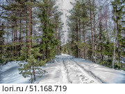Winter forest landscape with a snow-covered road stretching into the distance between spruce and pine trees. Deep footprints and tracks in the fresh snow are visible along the path. Tall coniferous trees with thick green needles contrast with the whiteness of the snow, creating an atmosphere of silence and solitude. The photo is filled with a feeling of frosty air, tranquility and untouched nature. Perfect for illustrating themes of winter, forest walks, ecotourism, solitude in nature and seasonal natural landscapes. Стоковое фото, фотограф Анна Кривицкая / Фотобанк Лори