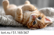 Domestic cat with signs of obesity thick belly and swollen fat muzzle. Sedentary lifestyle pet. Disease. Laziness. problems associated obesity due greater amount food treats we consume unhealthy diet. Стоковое AI-изображение, AI-художник ALLA YURTAYEVA / Фотобанк Лори