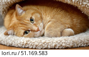 Domestic cat with signs of obesity thick belly and swollen fat muzzle. Sedentary lifestyle pet. Disease. Laziness. problems associated obesity due greater amount food treats we consume unhealthy diet. Стоковое AI-изображение, AI-художник ALLA YURTAYEVA / Фотобанк Лори