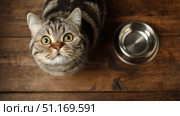 Domestic cat with signs of obesity thick belly and swollen fat muzzle. Sedentary lifestyle pet. Disease. Laziness. problems associated obesity due greater amount food treats we consume unhealthy diet. Стоковое AI-изображение, AI-художник ALLA YURTAYEVA / Фотобанк Лори