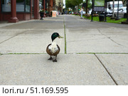 Part mallard, part domestic duck, Congress Park duck (Congress Parkus Duckus) on Brodway Avenue, Saratoga Springs, New York, United States (2015 год). Стоковое фото, фотограф Валерия Попова / Фотобанк Лори