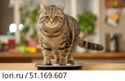Domestic cat with signs of obesity thick belly and swollen fat muzzle. Sedentary lifestyle pet. Disease. Laziness. problems associated obesity due greater amount food treats we consume unhealthy diet. Стоковое AI-изображение, AI-художник ALLA YURTAYEVA / Фотобанк Лори