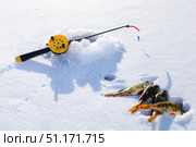 Ice Fishing. Ice fishing hole, fishing rods and fish perch. Стоковое фото, фотограф Сергей Чуйко / Фотобанк Лори