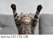 Gray tabby cat doing the pop dance move, standing on its hind legs, lifting one leg. Beige sofa. Feline doing the iconic dance with arms raised above head and feet pointing upwards. Pet looks happy. Стоковое AI-изображение, AI-художник Марина Демидюк / Фотобанк Лори