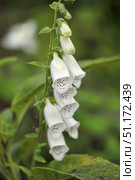 Close-up of white foxglove flowers. The photo shows a vertical inflorescence stem with tubular bell-shaped flowers, inside which purple specks are noticeable. The petals are delicate, snow-white, with smooth curves that create an elegant and sophisticated shape. The background is blurred, green, which emphasizes the beauty and fragility of the plant. Foxglove is an ornamental and medicinal plant, known for its beautiful inflorescences and poisonous properties. Стоковое фото, фотограф Анна Кривицкая / Фотобанк Лори