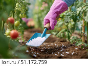 Farmer pours grain fertilizers on the soil. Person applying mineral fertilizer blue granules to green tomato plant. Eco vegetable garden. Agriculture industry, development, economy investment growth. Стоковое AI-изображение, AI-художник Марина Демидюк / Фотобанк Лори