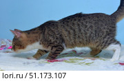 A domestic cat in profile. The cat has a tabby striped color with white paws, chest and muzzle. The animal is in motion, as if sniffing the surface, with its head down. The photo was taken against a light background, the cat is standing on a blanket with a floral pattern. The image well conveys the natural behavior of the cat - curiosity and exploratory instinct. Suitable for use in materials about pets, pet care, cat behavior, as well as in educational and advertising projects. Стоковое фото, фотограф Анна Кривицкая / Фотобанк Лори