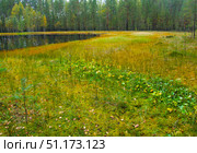 Autumn forest landscape with a small marshy lake. In the foreground, multi-colored grass and moss are visible - green, yellow and golden shades create a picturesque contrast. Reeds and marsh plants grow along the shore. The water of the lake reflects the coniferous forest behind. An atmosphere of silence and solitude, typical of northern and taiga landscapes. The photo conveys the beauty of wild nature, the change of seasons and the autumn mood well. Стоковое фото, фотограф Анна Кривицкая / Фотобанк Лори