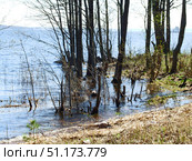 Spring floods near a forest lake or river. The water has reached the shore and flooded the coastal trees and bushes. Young shoots and dry grass are visible in the foreground, and tree trunks standing right in the water are in the background. The surface of the reservoir sparkles in the sunlight, and in the distance you can see the horizon with a small island. The photo conveys an atmosphere of silence, the awakening of nature, and the interaction of water and forest. Стоковое фото, фотограф Анна Кривицкая / Фотобанк Лори