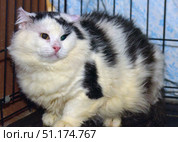 Fluffy black and white cat with an expression of sadness and fatigue on its face. The animal is sitting in a cage, the background is made up of metal bars and blue fabric. The cat has thick fur, a pink nose and expressive eyes of different shades, which gives the photo a special emotionality. The cat looks a little wary, presses its ears and seems to be looking for protection. The photo is well suited to illustrate themes related to animal protection, shelters, caring for pets and the need to help homeless cats. Стоковое фото, фотограф Анна Кривицкая / Фотобанк Лори