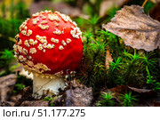 Fly agaric (Amanita Muscaria) mushroom in the forest. Red cap mushroom close up. Стоковое фото, фотограф Denis Vostrikov / Фотобанк Лори