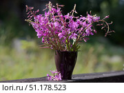 A bright bouquet of fireweed (Ivan-tea) in a dark ceramic vase. Delicate pink-violet flowers are collected in a lush inflorescence, creating a picturesque contrast with the deep color of the vase. In the background there is a soft, blurred green environment, which gives the photo a summer atmosphere and a sense of nature. One flower fell next to the vase, adding naturalness and light dynamics to the composition. The photo was taken in sunlight, emphasizing the brightness and freshness of the plant. Suitable for the theme of floristry, nature, interior and still life. Стоковое фото, фотограф Анна Кривицкая / Фотобанк Лори