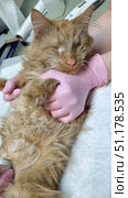 A ginger longhaired cat undergoing an ultrasound procedure at a veterinary clinic. The animal is lying on its back on a white surface, being held in the hands of a person wearing pink medical gloves. The cat looks weak and calm, its eyes are completely closed - it is a blind pet. A shaved area for an ultrasound examination is visible on its belly. The atmosphere of the picture emphasizes the care and veterinary care that animals in serious condition receive. Стоковое фото, фотограф Анна Кривицкая / Фотобанк Лори