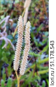 A close-up of a plant from the club moss family is shown - spore-bearing spikelets of club moss (Lycopodium clavatum). Two vertically elongated inflorescences of light beige color are covered with small scales resembling miniature thorns. In the background there is a blurred background with green moss and forest litter, which emphasizes the natural habitat of the plant. The photo conveys the atmosphere of the forest, typical for northern latitudes, and demonstrates the details of wild flora. Стоковое фото, фотограф Анна Кривицкая / Фотобанк Лори
