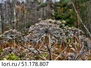 A close-up of dry inflorescences of hogweed or similar umbelliferous plants in an autumn or early winter forest. The stems and umbels of the plant are covered with drops of moisture or frost, which gives the frame a fragility and expressiveness. In the background is a blurred forest with bare branches and conifers, creating an atmosphere of late autumn. The picture conveys the mood of withering and silence of nature in the cold season, great for themes of ecology, cycles of nature, changing seasons and botanical details. Стоковое фото, фотограф Анна Кривицкая / Фотобанк Лори