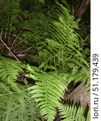 Close-up of a green fern clump in a forest. The leaves of the plant have a characteristic lacy shape with many small segments, creating a feeling of density and lushness. The bright green color of the leaves contrasts with the dark background of the forest floor and tree trunks. The photo conveys the atmosphere of a damp forest, freshness and natural wilderness. Such a photograph can be used to illustrate topics related to botany, ecology, forest flora and natural landscapes. Стоковое фото, фотограф Анна Кривицкая / Фотобанк Лори