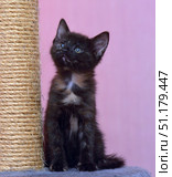 A small kitten with a tortoiseshell coat. Its thick dark fur is decorated with reddish and beige markings on its chest, muzzle and paws. The kitten sits next to a jute rope scratching post, which emphasizes the home environment and care for the animal. The background is pink, softly blurred, due to which the emphasis falls exclusively on the kitten. The animal looks up with curiosity and interest, which creates a touching and cute image. This photo is perfect for topics related to pets, animal care, shelters, as well as for advertising materials for the sale or placement of kittens. Стоковое фото, фотограф Анна Кривицкая / Фотобанк Лори