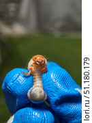 Close-up of the larva of the May beetle (lat. Melolontha). A white, thick larva of a May beetle was found in the ground during work on a garden plot. Detailed image of an insect in the larval stage. Стоковое фото, фотограф Андрей Жигальцов / Фотобанк Лори