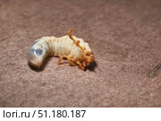 Close-up of the larva of the May beetle (lat. Melolontha). A white, thick larva of a May beetle was found in the ground during work on a garden plot. Detailed image of an insect in the larval stage. Стоковое фото, фотограф Андрей Жигальцов / Фотобанк Лори